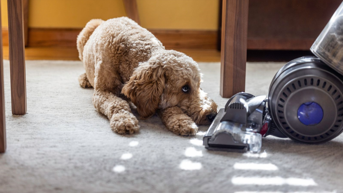 Understanding the Needs of Pet Owners
