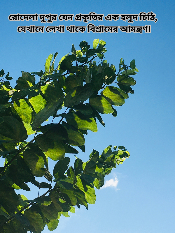 রোদেলা দুপুর যেন প্রকৃতির এক হলুদ চিঠি, যেখানে লেখা থাকে বিশ্রামের আমন্ত্রণ.png